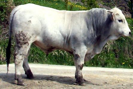 Sagra della Bistecca alla Fiorentina di razza romagnola
