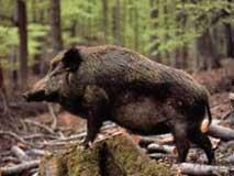 Sagra del Cinghiale