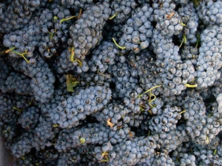 42° Sagra del Lambrusco e degli Spiriti Divini