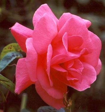 Giochi di Rose nel Rinascimento 2012