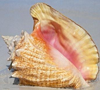 Fiera della conchiglia