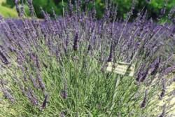 Giornata Della Lavanda