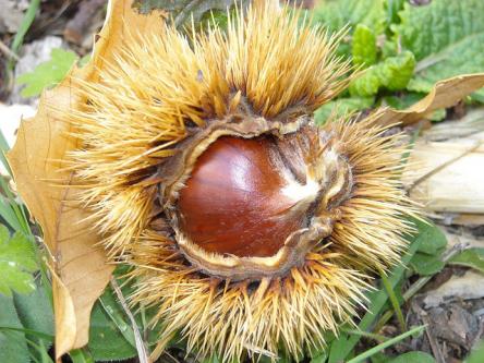 Il Ponticello - Frutti d’autunno: Talamello, il regno della castagna!