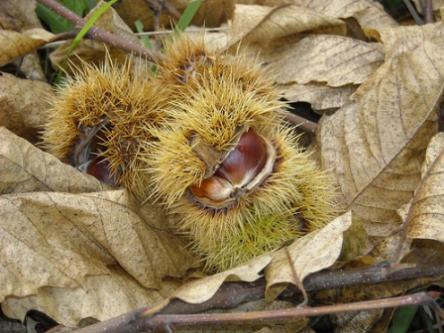 Il Ponticello - Tempo di castagne e fiere d'autunno: Casola Valsenio!