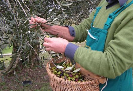 L’olio dell’Emilia Romagna: tutti i segreti del nettare d’oliva