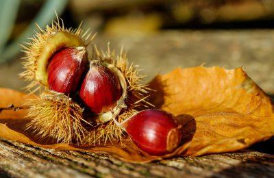 Il Ponticello -  Per sagre e nel bosco: le castagne di Montefiore Conca