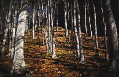 Il Ponticello - Foreste Sacre: Vie di Pellegrini, antiche Osterie e relax Termale!