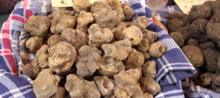 Fiera del Tartufo Bianco a Sant'Agata Feltria