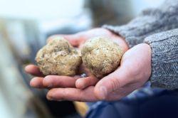 La Sagra del Tartufo Bianco di Savigno