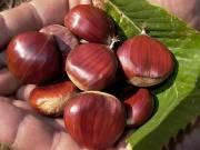 CASONI A TUTTA CASTAGNA