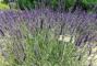 Giornata Della Lavanda