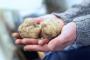 La Sagra del Tartufo Bianco di Savigno